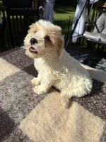 Lucy, a female Schnoodle for sale in New Philadelphia, OH – 1 of 6