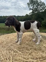 Nellie, a female German Shorthaired Pointer for sale in New Philadelphia, OH – 4 of 8