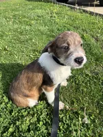 Merle Maggie , a female Boston Terrier and Poodle - Miniature  for sale in New Philadelphia, OH – 3 of 5