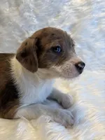 Merle Maggie , a female Boston Terrier and Poodle - Miniature  for sale in New Philadelphia, OH – Photo 4 of 6