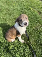 Merle Maggie , a female Boston Terrier and Poodle - Miniature  for sale in New Philadelphia, OH – 1 of 5