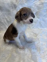 Merle Maggie , a female Boston Terrier and Poodle - Miniature  for sale in New Philadelphia, OH – Photo 1 of 6