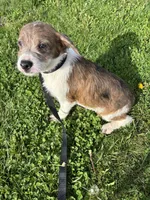 Merle Maggie , a female Boston Terrier and Poodle - Miniature  for sale in New Philadelphia, OH – 5 of 5