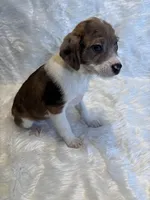 Merle Maggie , a female Boston Terrier and Poodle - Miniature  for sale in New Philadelphia, OH – Photo 3 of 6