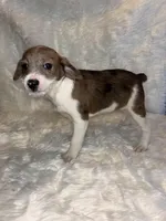 Merle Maggie , a female Boston Terrier and Poodle - Miniature  for sale in New Philadelphia, OH – Photo 2 of 6