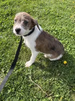 Merle Maggie , a female Boston Terrier and Poodle - Miniature  for sale in New Philadelphia, OH – 4 of 5