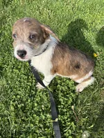 Merle Maggie , a female Boston Terrier and Poodle - Miniature  for sale in New Philadelphia, OH – 2 of 5