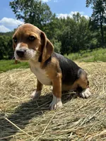 Jackie, a female Beagle for sale in New Philadelphia, OH – 6 of 6