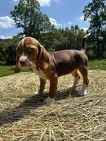 Nellie, a female Beagle for sale in New Philadelphia, OH – 6 of 6