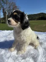 Tri colored Stella, a female Cavapoo for sale in New Philadelphia, OH – 7 of 8