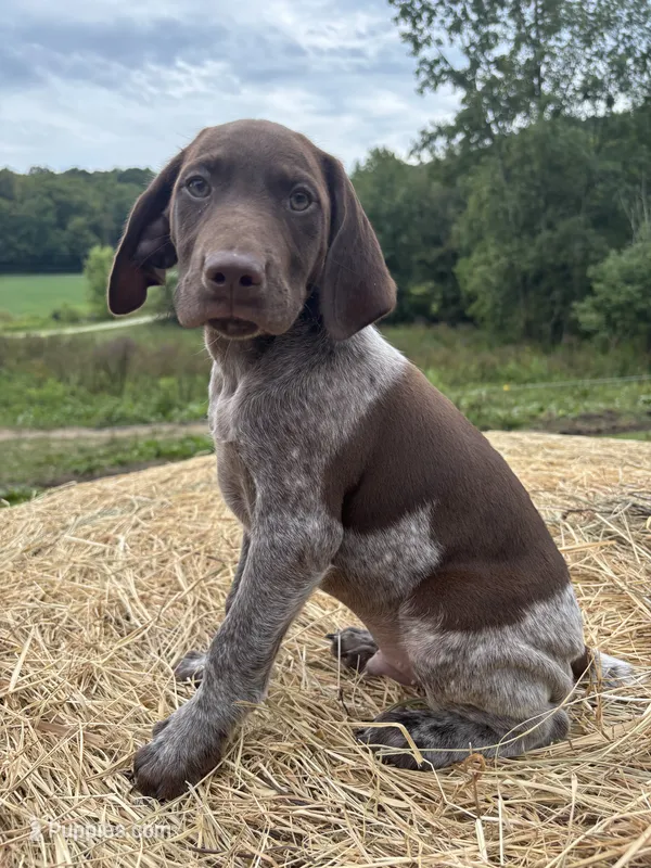 Tonka – German Shorthaired Pointer puppy for sale in New Philadelphia, OH