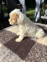 Lucy, a female Schnoodle for sale in New Philadelphia, OH – 6 of 6
