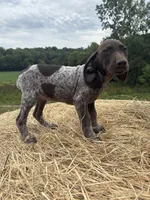 Roxi, a female German Shorthaired Pointer for sale in New Philadelphia, OH – 2 of 6