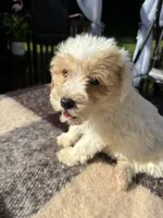 Lucy, a female Schnoodle for sale in New Philadelphia, OH – 2 of 6
