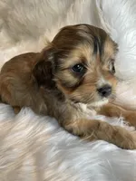 Bronco, a male Cavapoo for sale in New Philadelphia, OH – Photo 8 of 9