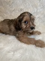 Bronco, a male Cavapoo for sale in New Philadelphia, OH – Photo 5 of 9