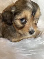 Bronco, a male Cavapoo for sale in New Philadelphia, OH – Photo 7 of 9