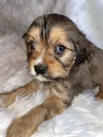 Bronco, a male Cavapoo for sale in New Philadelphia, OH – Photo 4 of 9