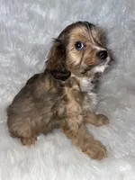 Bronco, a male Cavapoo for sale in New Philadelphia, OH – Photo 2 of 9