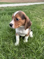 Ramsey, a male Beagle for sale in New Philadelphia, OH – Photo 6 of 8