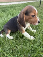 Ramsey, a male Beagle for sale in New Philadelphia, OH – Photo 4 of 8