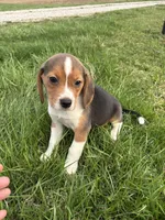 Ramsey, a male Beagle for sale in New Philadelphia, OH – Photo 8 of 8