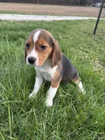 Ramsey, a male Beagle for sale in New Philadelphia, OH – Photo 7 of 8