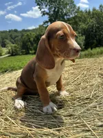 Nellie, a female Beagle for sale in New Philadelphia, OH – 3 of 6