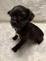 Reggie, a male Boston Terrier and Poodle - Miniature  for sale in New Philadelphia, OH – Photo 3 of 6