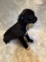 Reggie, a male Boston Terrier and Poodle - Miniature  for sale in New Philadelphia, OH – Photo 4 of 6