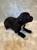 Reggie, a male Boston Terrier and Poodle - Miniature  for sale in New Philadelphia, OH – Photo 5 of 6