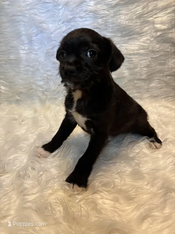 Reggie – Boston Terrier, Poodle - Miniature  puppy for sale in New Philadelphia, OH