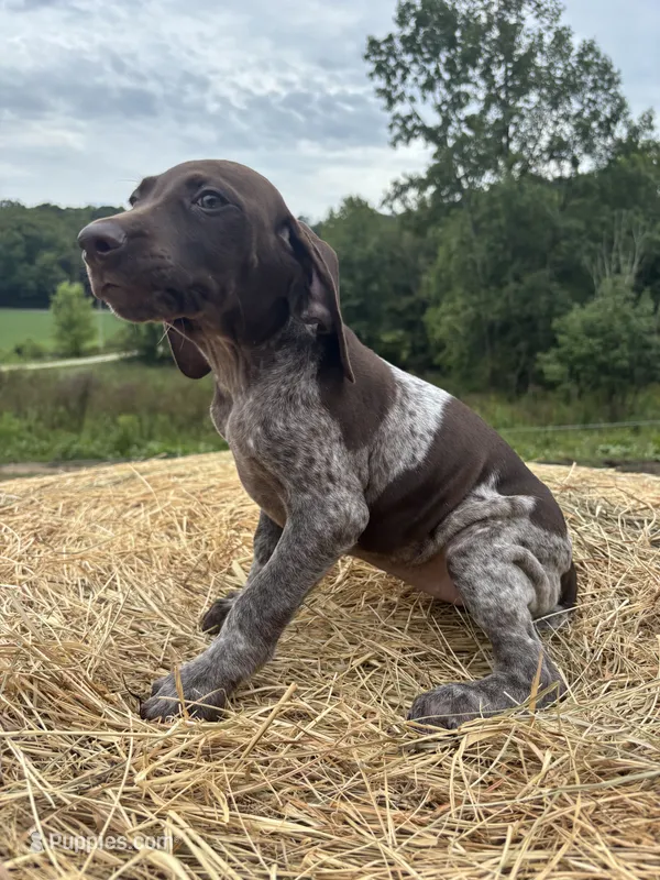 Roxi – German Shorthaired Pointer puppy for sale in New Philadelphia, OH