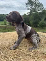 Roxi, a female German Shorthaired Pointer for sale in New Philadelphia, OH – 1 of 6