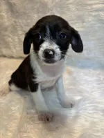 Brindle Betty , a female Boston Terrier and Poodle - Miniature  for sale in New Philadelphia, OH – Photo 4 of 8