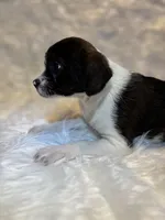 Brindle Betty , a female Boston Terrier and Poodle - Miniature  for sale in New Philadelphia, OH – Photo 5 of 8