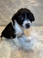 Brindle Betty , a female Boston Terrier and Poodle - Miniature  for sale in New Philadelphia, OH – Photo 2 of 8