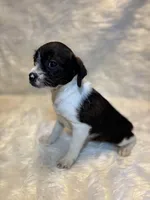 Brindle Betty , a female Boston Terrier and Poodle - Miniature  for sale in New Philadelphia, OH – Photo 1 of 8