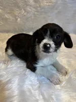 Brindle Betty , a female Boston Terrier and Poodle - Miniature  for sale in New Philadelphia, OH – Photo 7 of 8