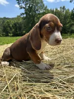 Macey, a female Beagle for sale in New Philadelphia, OH – 2 of 6