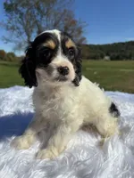 Tri colored Stella, a female Cavapoo for sale in New Philadelphia, OH – 1 of 8