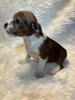 Merle Mason, a male Boston Terrier and Poodle - Miniature  for sale in New Philadelphia, OH – Photo 4 of 8