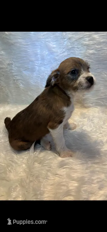 Merle Mason – Boston Terrier, Poodle - Miniature  puppy for sale in New Philadelphia, OH