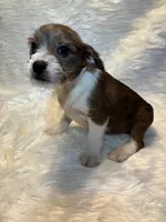 Merle Mason, a male Boston Terrier and Poodle - Miniature  for sale in New Philadelphia, OH – Photo 5 of 8