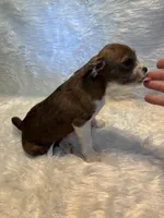 Merle Mason, a male Boston Terrier and Poodle - Miniature  for sale in New Philadelphia, OH – Photo 7 of 8