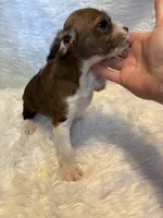 Merle Mason, a male Boston Terrier and Poodle - Miniature  for sale in New Philadelphia, OH – Photo 6 of 8