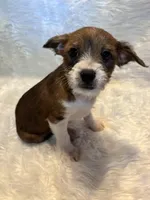 Merle Mason, a male Boston Terrier and Poodle - Miniature  for sale in New Philadelphia, OH – Photo 3 of 8