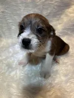 Merle Mason, a male Boston Terrier and Poodle - Miniature  for sale in New Philadelphia, OH – Photo 8 of 8