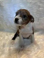 Merle Mason, a male Boston Terrier and Poodle - Miniature  for sale in New Philadelphia, OH – Photo 2 of 8