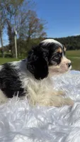 Tri colored Stella, a female Cavapoo for sale in New Philadelphia, OH – 2 of 8